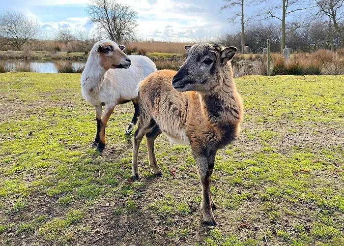 Gorch Fock Teichhof Fehmarn *